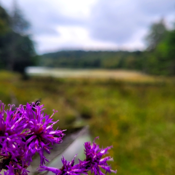 Meet your Posher, Susanna - Picture 1 of 1